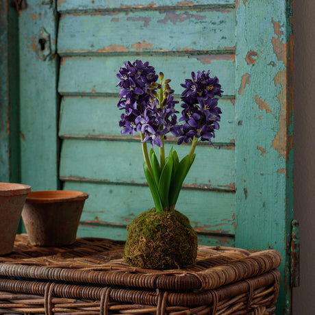 Blue Hyacinth In Moss Ball
