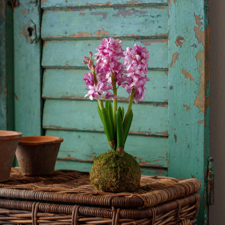 Lavender Hyacinth In Moss Ball