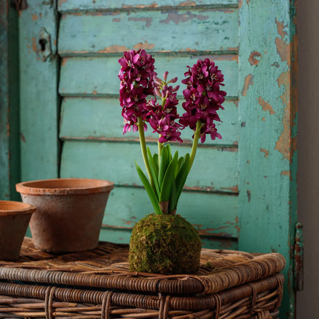 Violet Hyacinth In Moss Ball