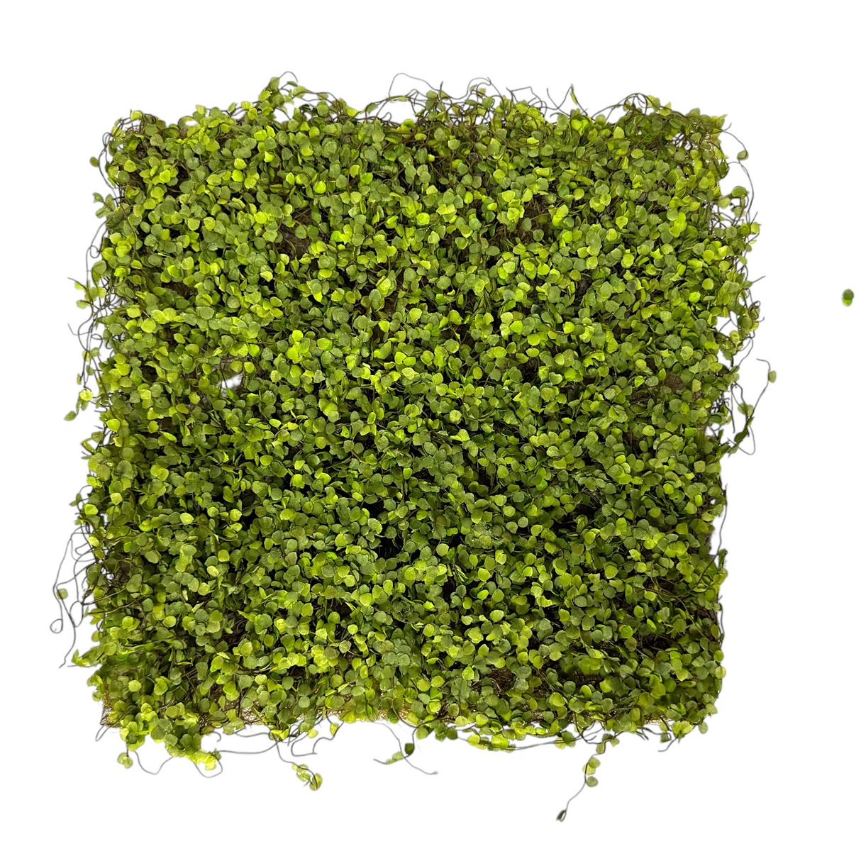 Green Moss Mat | 12'' Square