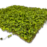 Green Moss Mat | 12'' Square