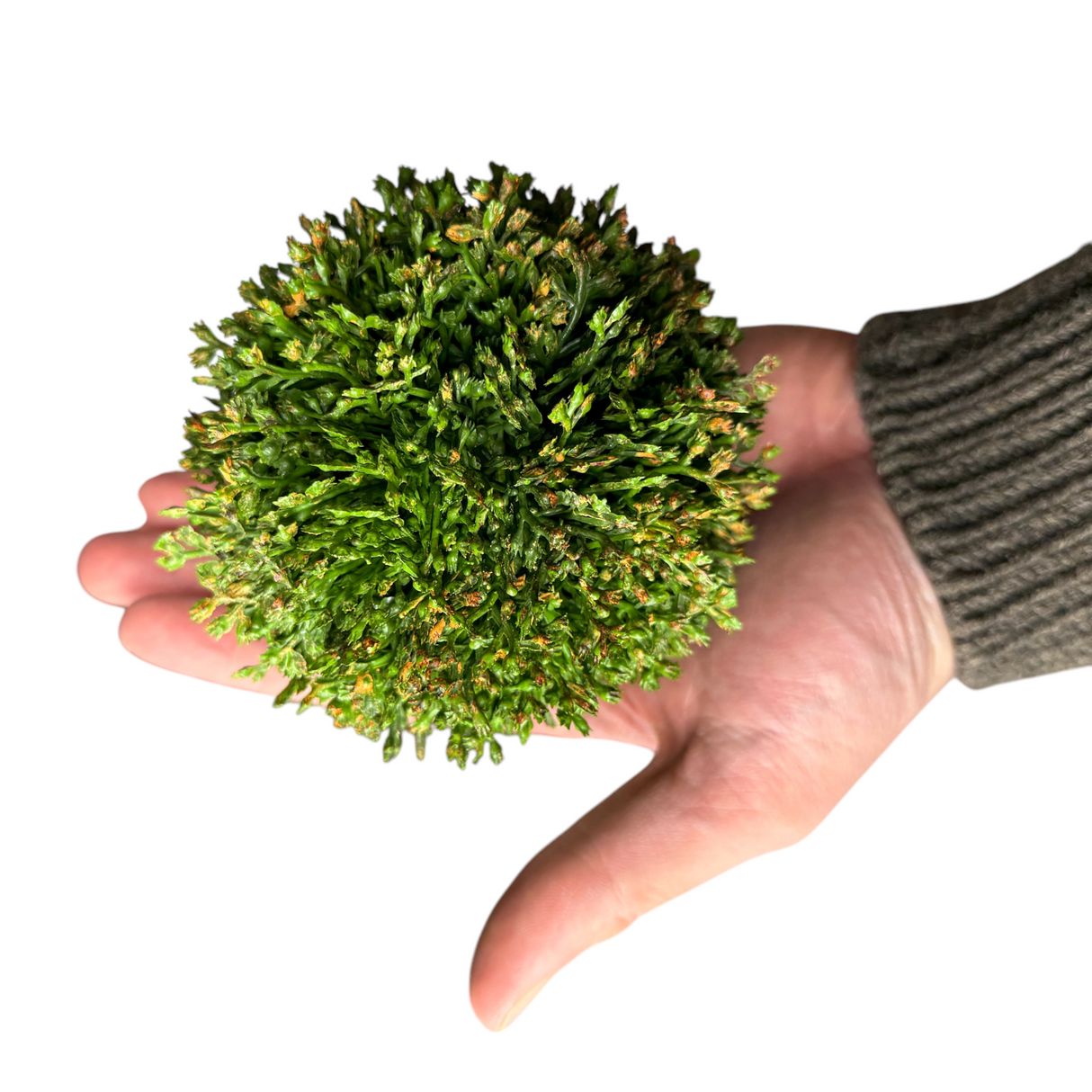 Green Hanging Sedum Orb | 2 Sizes