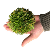 Green Hanging Sedum Orb | 2 Sizes