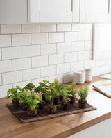 Faux Herb Plants in Soil