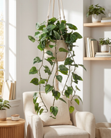 Natural Touch Pothos Hanging Vine Plant