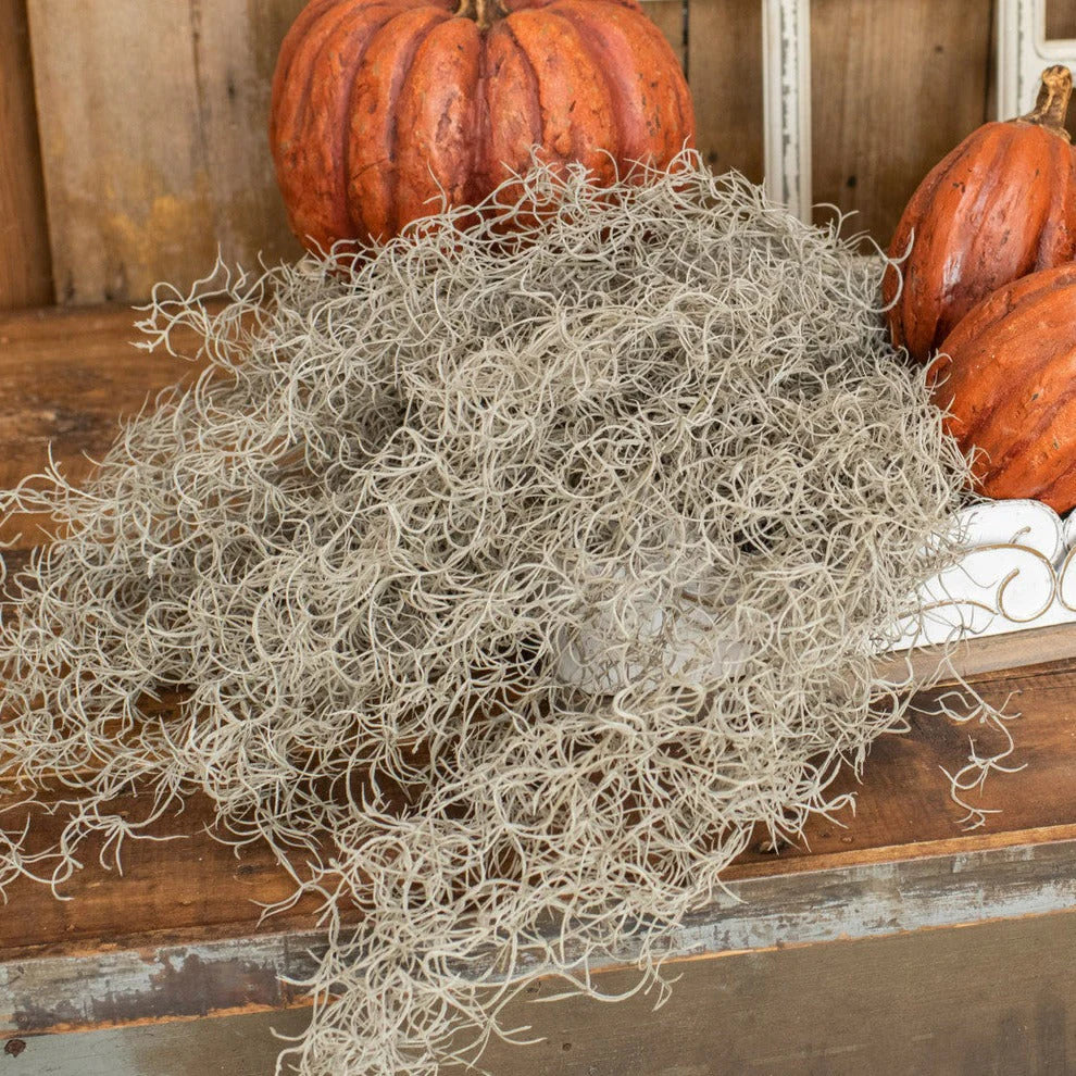 ragon house Spanish moss bush