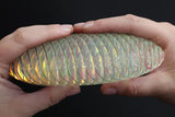 Morf Fidget Worm Unicorn Big Sensory Fidget Toy