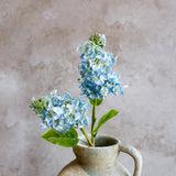 Blue Cone Hydrangea Stem
