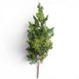 Artificial cedar spray stem faux evergreen holiday greenery for Christmas arrangements wreaths mantels and centerpieces