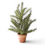 artificial rosemary plant in terracotta pot faux kitchen herb decor