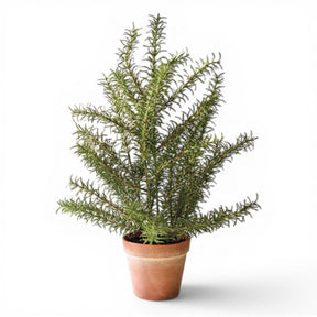 artificial rosemary plant in terracotta pot faux kitchen herb decor