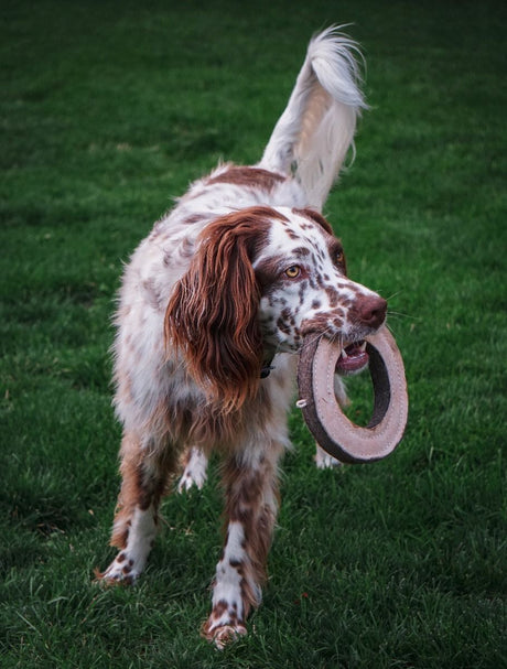 Natural Leather & Wool Ring Dog Toy