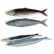 hand painted sardine plate ceramic fish serving dish narrow appetizer plate coastal kitchen decor
