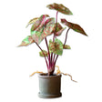 faux caladium plant in pot realistic indoor decorative plant pink green leaves