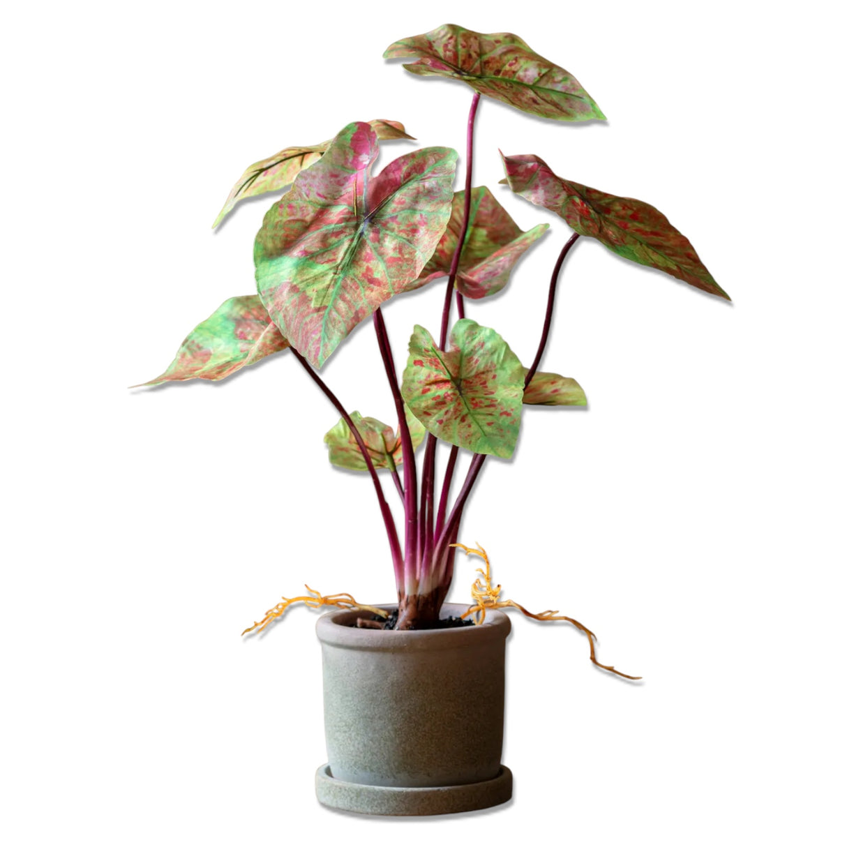 faux caladium plant in pot realistic indoor decorative plant pink green leaves