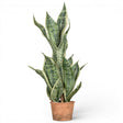 26 inch faux snake plant in pot realistic indoor greenery no maintenance decor