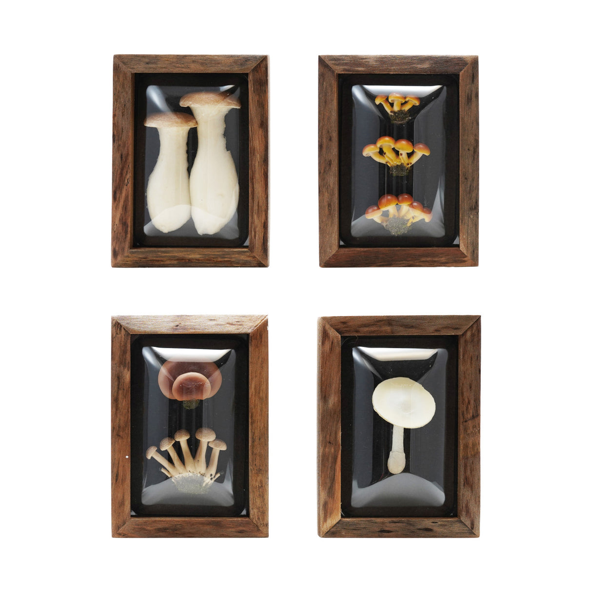 Wood framed convex plastic shadow box featuring faux mushrooms in four unique styles.