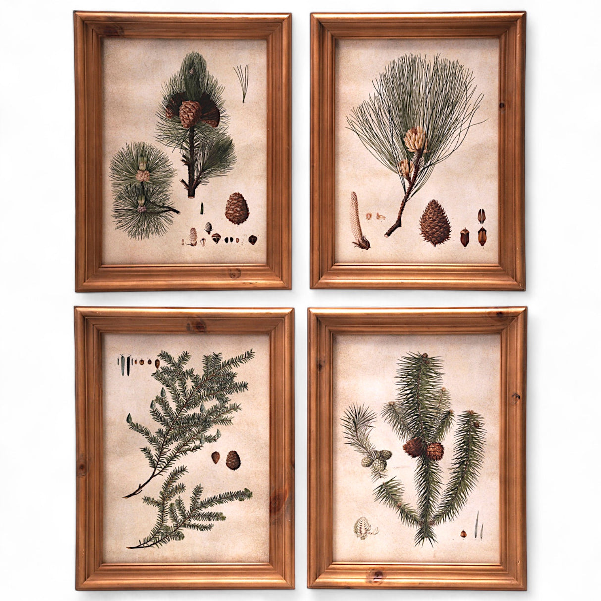 framed glass wall art prints featuring pine bough illustrations with natural wood frames