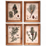 framed glass wall art prints featuring pine bough illustrations with natural wood frames