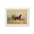 vintage setter dog wall art framed hunting dog print traditional decor by petal lane home
