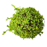 Green Moss Orb Decorative Accent