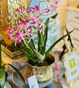 Pink Vanda Orchid Moss Ball