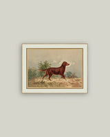 Framed Setter Dog Vintage Art Print