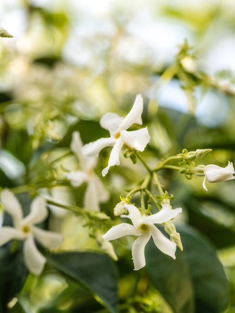 White Tea No. 1 | Pura Fragrance Refill
