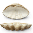 large clamshell decor bowl coastal shell centerpiece textured decorative bowl neutral home decor