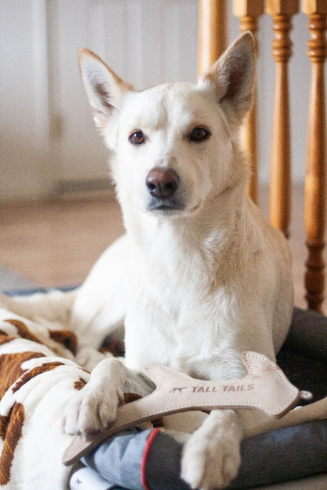 Natural Leather Antler Dog Toy