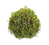 Decorative moss orb with lush green foliage, ideal for tabletop or bowl displays.