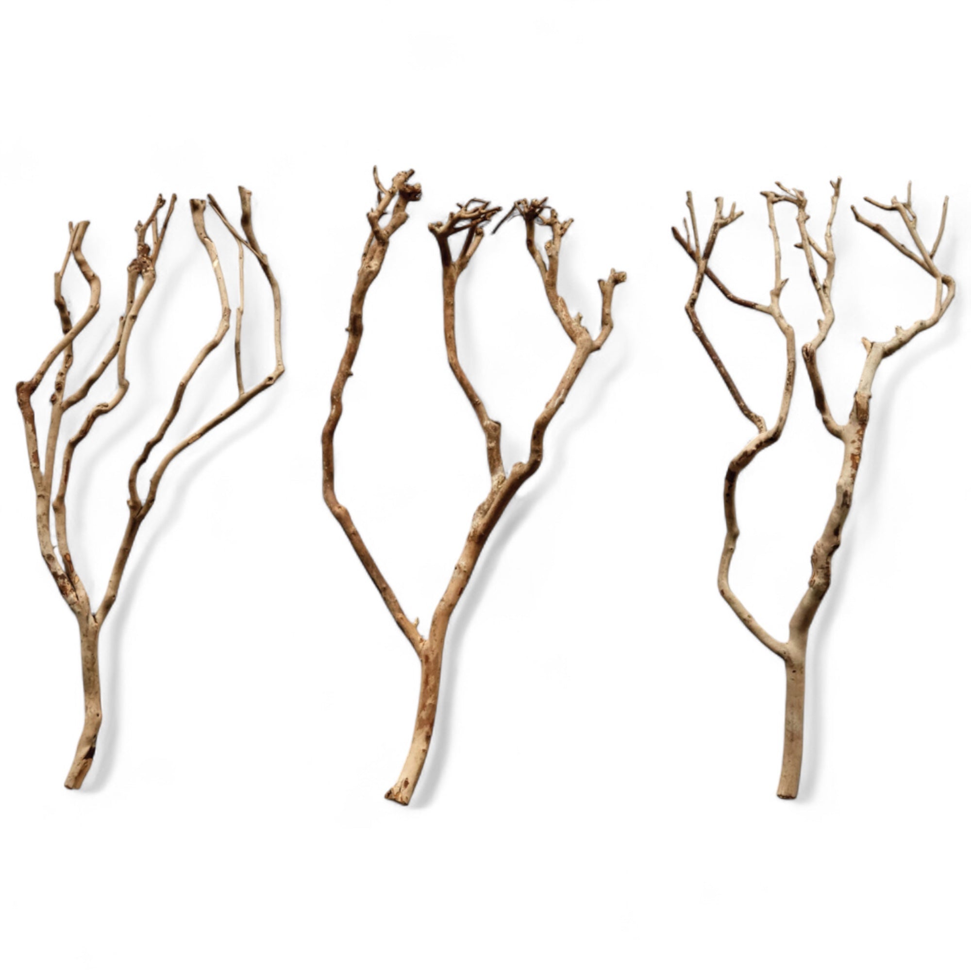 Natural Dried Tea Tree Branch | 27.5" Tall - Thumbnail 2