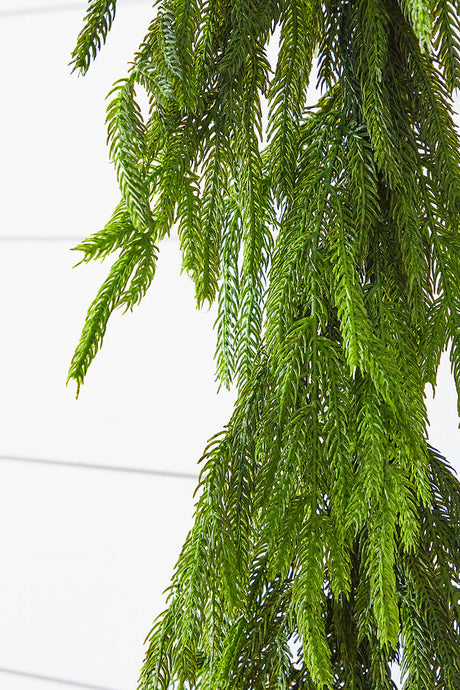 realistic texture for norfolk pine garland