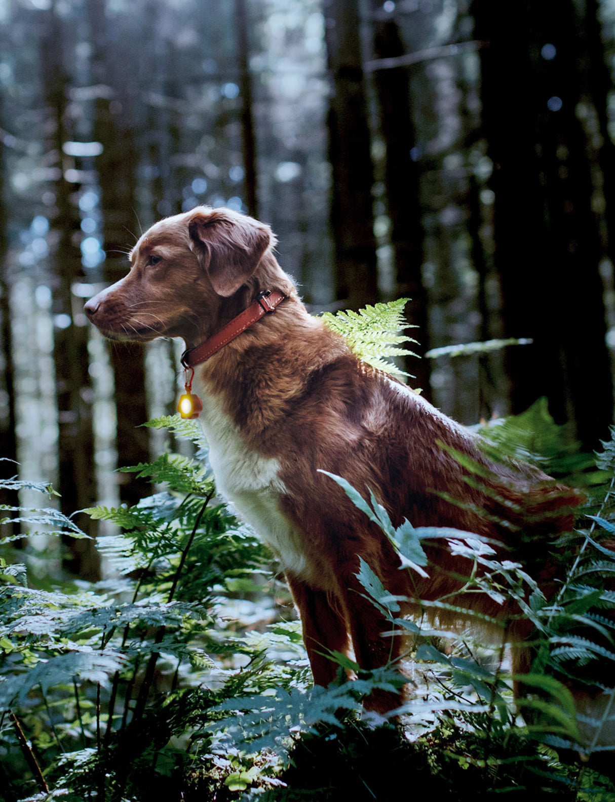 Rechargeable Dog Collar Safety Light with AirTag Holder