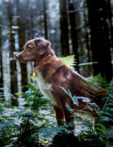 Rechargeable Dog Collar Safety Light with AirTag Holder
