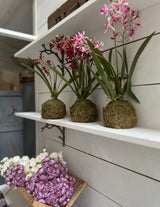 Pink Vanda Orchid Moss Ball