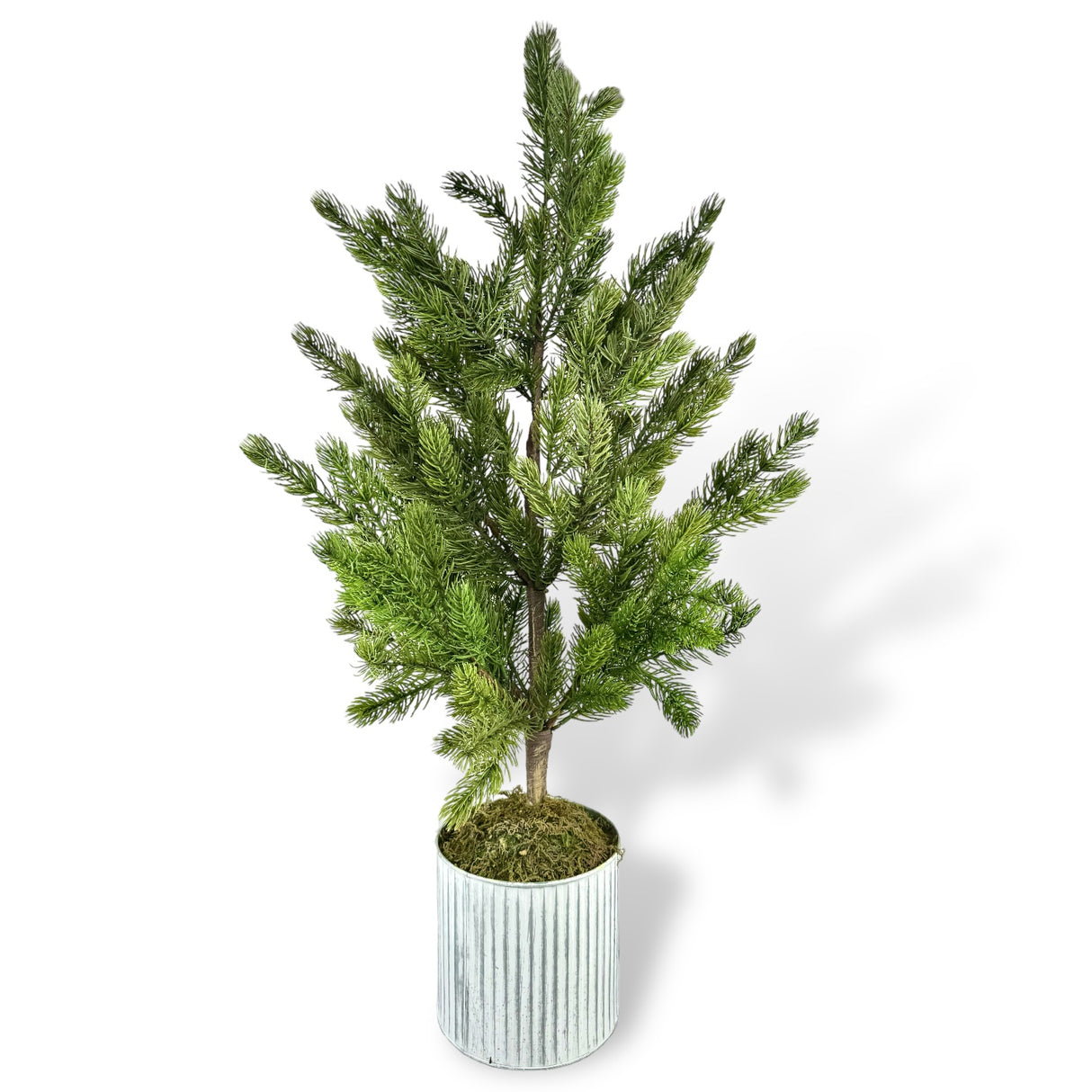 Potted Evergreen Tree in Textured Galvanized Pot