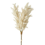 Bundle of Pampas Grass Stems