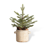 Ragon House Pinecone Pine Tree in Pot