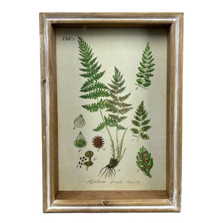 Assorted Botanical Prints in Shadowbox Frames