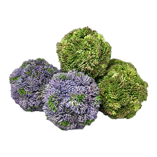 Green + Purple Sedum Balls