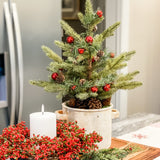 Mini Pine Tree in Ceramic Pot with Pinecones