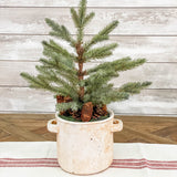 Mini Pine Tree in Ceramic Pot with Pinecones