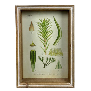 Assorted Botanical Prints in Shadowbox Frames