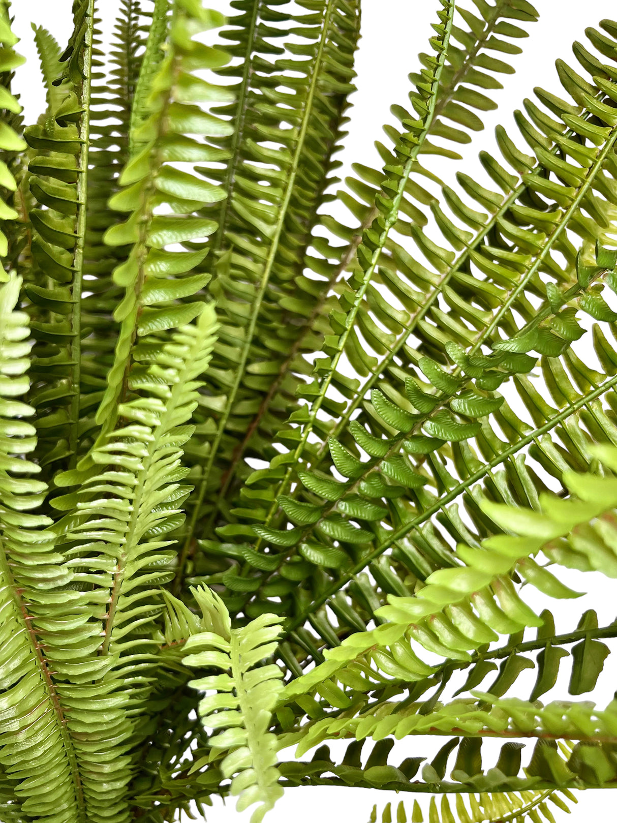 Boston Fern Bush