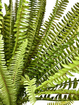 Boston Fern Bush