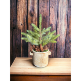 Mini Pine Tree in Ceramic Pot with Pinecones