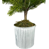 Potted Evergreen Tree in Textured Galvanized Pot