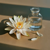 Water Lily | Pura Fragrance Refill