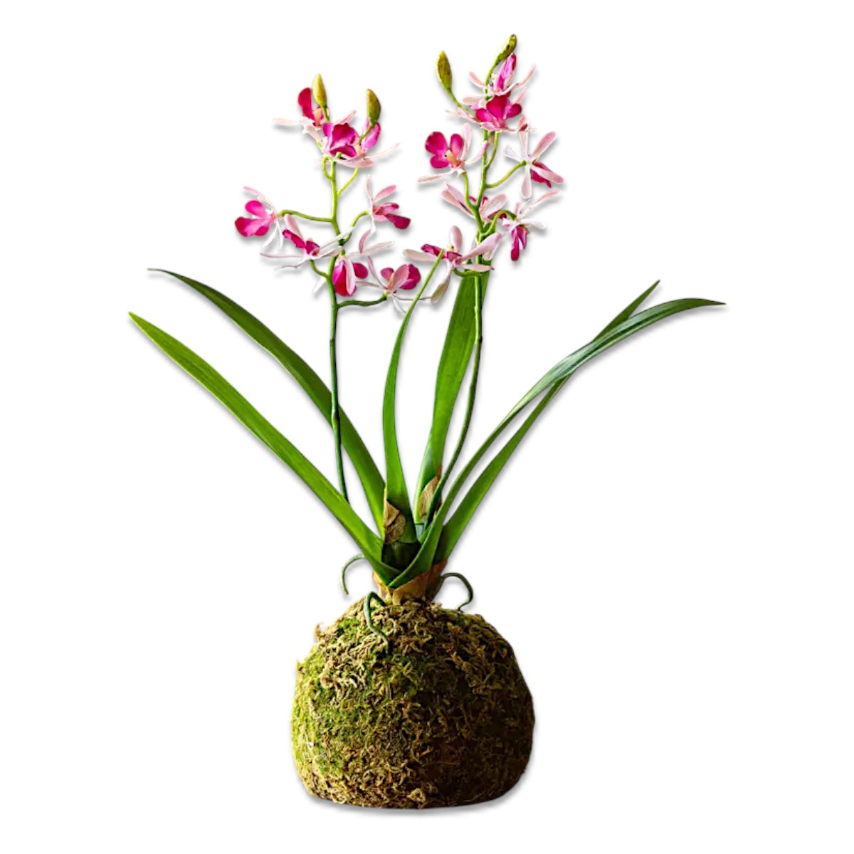faux pink vanda orchid moss ball decorative orchid arrangement tabletop plant
